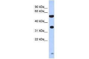 Western Blotting (WB) image for anti-Protease, serine, 48 (PRSS48) antibody (ABIN2460080) (ESSPL antibody)