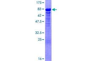 GTF2A1 Protein (AA 1-376) (GST tag)