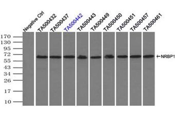 NRBP1 antibody