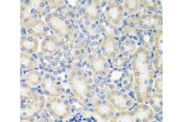 NAA50 antibody