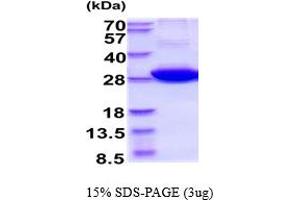 SDS-PAGE (SDS) image for 14-3-3 eta (YWHAH) (AA 1-246) protein (ABIN5854575) (14-3-3 eta Protein (YWHAH) (AA 1-246))