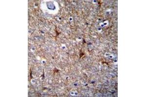 Immunohistochemistry analysis in formalin-fixed, paraffin-embedded human brain tissue using Proline-rich protein 16 / PRR16 Antibody (C-term), followed by peroxidase conjugation of the secondary antibody and DAB staining. (PRR16 antibody  (C-Term))