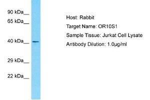 Host: Rabbit Target Name: OR10S1 Sample Type: Jurkat Whole Cell lysates Antibody Dilution: 1. (OR10S1 antibody  (C-Term))