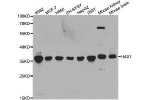 Western blot analysis of extracts of various cell lines, using HAX1 antibody.