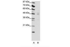 Image no. 1 for anti-TRAF Family Member-Associated NFKB Activator (TANK) (C-Term) antibody (ABIN6736133) (TANK antibody  (C-Term))