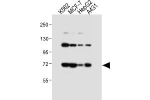 All lanes : Anti-SD1 Antibody (C-term) at 1:4000 dilution Lane 1: K562 whole cell lysate Lane 2: MCF-7 whole cell lysate Lane 3: HepG2 whole cell lysate Lane 4: A431 whole cell lysate Lysates/proteins at 20 μg per lane. (SMPD1 antibody  (C-Term))
