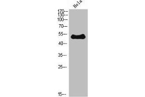 Western Blot analysis of Hela cells using ETBR Polyclonal Antibody diluted at 1:500. (EDNRB antibody  (AA 31-80))