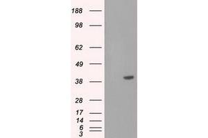 Image no. 2 for anti-Basigin (Ok Blood Group) (BSG) antibody (ABIN1498021)