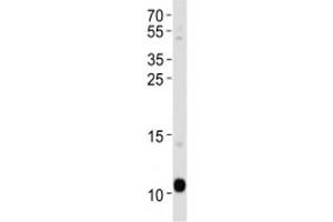 APOA2 antibody western blot analysis in human blood plasma lysate. (APOA2 antibody  (AA 23-56))