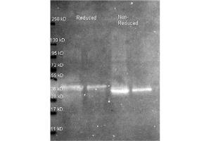 Western blot using Rabbit anti Ovalbumina antibody at 1/5000 for overnight at 4°C.