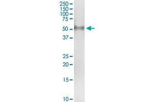 Immunoprecipitation of PVRL1 transfected lysate using anti-PVRL1 MaxPab rabbit polyclonal antibody and Protein A Magnetic Bead , and immunoblotted with PVRL1 purified MaxPab mouse polyclonal antibody (B01P) . (PVRL1 antibody  (AA 1-352))