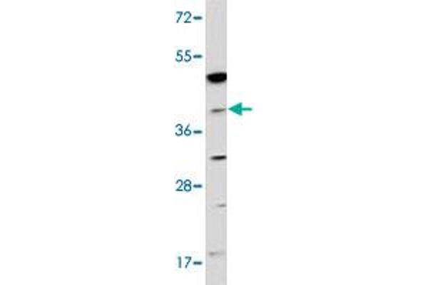 NAGK antibody  (C-Term)