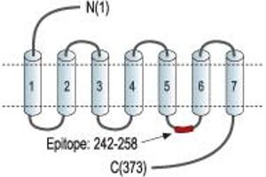 Representative domain view of the target of ABIN7043583.