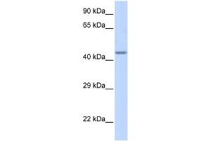 WB Suggested Anti-ZNF589 Antibody Titration:  0. (ZNF589 antibody  (Middle Region))