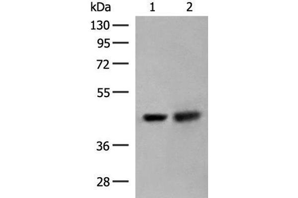 ORC4 antibody