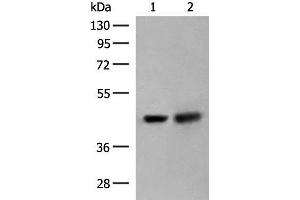 Western blot analysis of HepG2 and Hela cell lysates using ORC4 Polyclonal Antibody at dilution of 1:550 (ORC4 antibody)