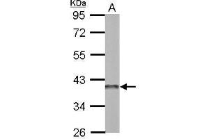 WB Image Sample (50 ug of whole cell lysate) A: mouse brain 10% SDS PAGE antibody diluted at 1:3000 (APEX1 antibody  (Center))