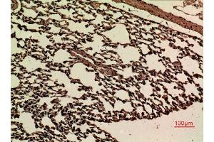 Immunohistochemistry (IHC) analysis of paraffin-embedded Mouse Lung, antibody was diluted at 1:100. (JAM2 antibody  (Internal Region))