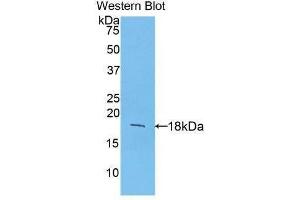 Western Blotting (WB) image for anti-Fibroblast Growth Factor 1 (Acidic) (FGF1) (AA 16-155) antibody (ABIN3209669) (FGF1 antibody  (AA 16-155))