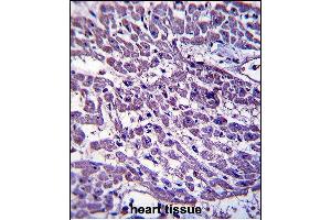 EMILIN3 Antibody (C-term) (ABIN657585 and ABIN2846588) immunohistochemistry analysis in formalin fixed and paraffin embedded human heart tissue followed by peroxidase conjugation of the secondary antibody and DAB staining. (EMILIN3 antibody  (C-Term))