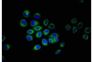 Immunofluorescent analysis of A549 cells using ABIN7151618 at dilution of 1:100 and Alexa Fluor 488-congugated AffiniPure Goat Anti-Rabbit IgG(H+L) (ERVK-6 antibody  (AA 90-632))