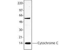 Western Blotting (WB) image for anti-Cytochrome C, Somatic (CYCS) antibody (ABIN2666328) (Cytochrome C antibody)