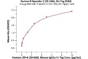 Immobilized Human R-Spondin 1 (21-146), His Tag (ABIN2181686,ABIN2181685) at 5 μg/mL (100 μL/well) can bind Human LRP-6 (20-630), Mouse IgG2a Fc Tag (ABIN6923175,ABIN6938849) with a linear range of 0. (RSPO1 Protein (AA 21-146) (His tag))