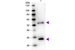 Western Blot of Peroxidase Donkey Anti-Mouse IgG Pre-Adsorbed secondary antibody. (Donkey anti-Mouse IgG (Heavy & Light Chain) Antibody (HRP))