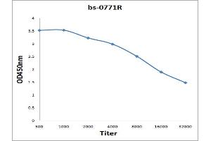 Antigen: 0. (CAMK2B antibody  (AA 101-200))