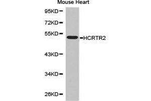Western Blotting (WB) image for anti-Hypocretin (Orexin) Receptor 2 (HCRTR2) antibody (ABIN1872952) (HCRTR2 antibody)
