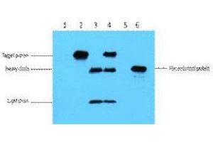 Immunoprecipitation (IP) analysis: 3ug Flag Mouse IgG1 per ml Lysate, WB 1:5000. (Myc Tag antibody)