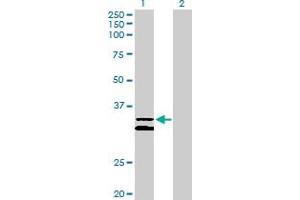 Western Blot analysis of PCDH1 expression in transfected 293T cell line by PCDH1 MaxPab polyclonal antibody.