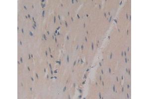 Used in DAB staining on fromalin fixed paraffin- embedded Kidney tissue (UCK2 antibody  (AA 18-261))