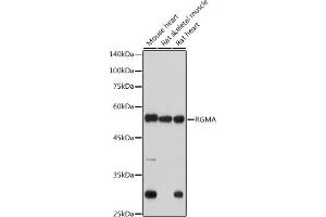 Western blot analysis of extracts of various cell lines, using RGMA antibody (ABIN7269957) at 1:1000 dilution. (RGMA antibody)
