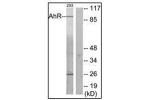 Western blot analysis of extracts from 293 cells, using AhR Antibody.