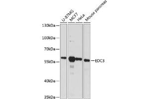 Western blot analysis of extracts of various cell lines, using EDC3 antibody (ABIN6131869, ABIN6139927, ABIN6139928 and ABIN6217872) at 1:3000 dilution. (EDC3 antibody  (AA 159-508))