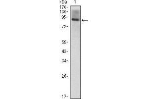 Western blot analysis using ICAM1 mouse mAb against ICAM1(AA: 28-480)-hIgGFc transfected HEK293 (1) cell lysate. (ICAM1 antibody  (AA 28-480))