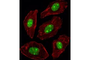 Fluorescent image of A549 cell stained with N Antibody (C-term) (ABIN389343 and ABIN2839452)/SH090717BE. (NPM1 antibody  (C-Term))
