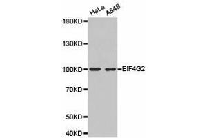 Western Blotting (WB) image for anti-Eukaryotic Translation Initiation Factor 4 gamma 2 (EIF4G2) antibody (ABIN1872507) (EIF4G2 antibody)