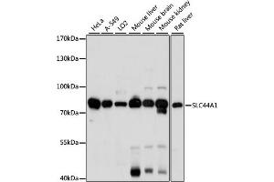 Western blot analysis of extracts of various cell lines, using SLC44 antibody (5413) at 1:1000 dilution.