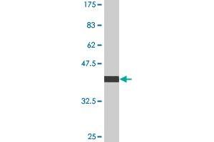 Myozenin 1 antibody  (AA 200-298)