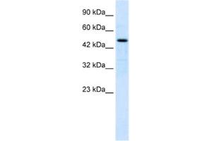 Western Blotting (WB) image for anti-LIM Homeobox 9 (LHX9) antibody (ABIN2461255)