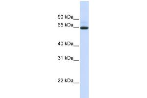 WB Suggested Anti-UGT1A7 Antibody Titration:  0. (UGT1A7 antibody  (N-Term))