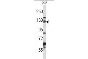 Western blot analysis in 293 cell line lysates (35ug/lane). (Desmoglein 2 antibody  (C-Term))