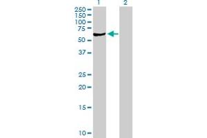 Western Blot analysis of SGSH expression in transfected 293T cell line by SGSH MaxPab polyclonal antibody. (SGSH antibody  (AA 1-502))