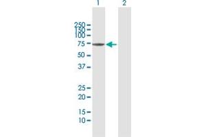 Western Blot analysis of SHC3 expression in transfected 293T cell line by SHC3 MaxPab polyclonal antibody. (SHC3 antibody  (AA 1-594))
