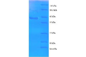 SDS-PAGE (SDS) image for Sperm Autoantigenic Protein 17 (SPA17) (AA 1-146), (partial) protein (GST tag) (ABIN4976285)