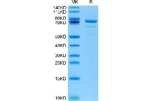 Human TGM2 on Tris-Bis PAGE under reduced condition. (Transglutaminase 2 Protein (AA 2-687) (His tag))