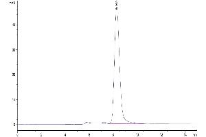 The purity of Mouse EPHA3 is greater than 95 % as determined by SEC-HPLC. (EPH Receptor A3 Protein (EPHA3) (AA 21-541) (His tag))