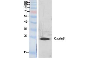 Western Blot analysis of various cells using Claudin-5 Polyclonal Antibody diluted at 1:500.